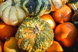 Read more about the article The best pumpkins in the world